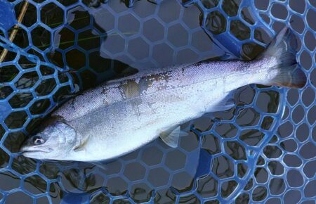 ラインブレイク頻発　～岡崎トラウトポンド～…